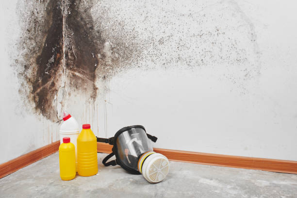 Attic Mold Removal in Shelton, WA