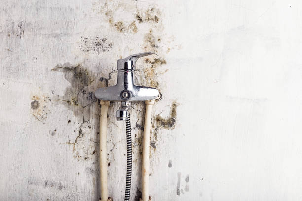 Best Certified Mold Removal  in Shelton, WA
