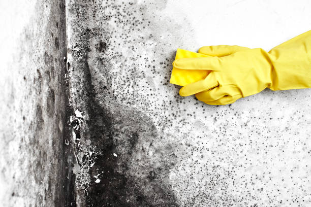 Best Professional Mold Removal  in Shelton, WA
