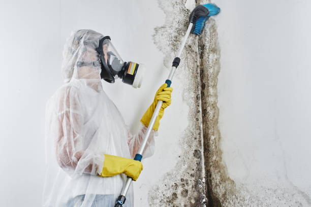 Best Mold Testing  in Shelton, WA