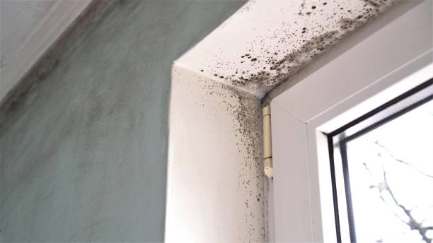 Best Professional Mold Removal  in Shelton, WA