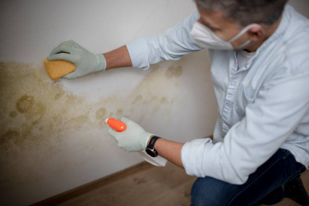Best Attic Mold Removal  in Shelton, WA