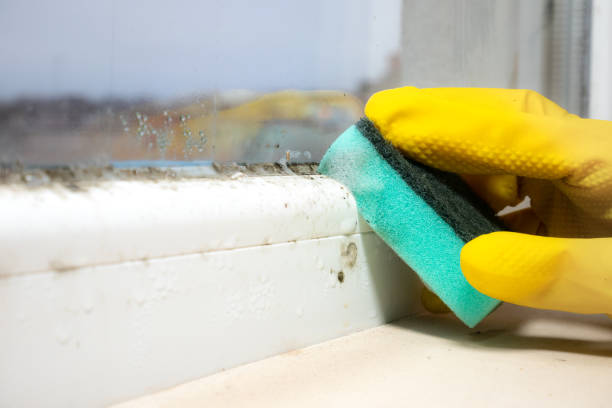 Trusted Shelton, WA Mold Removal Experts