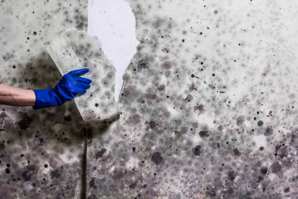 Best Crawl Space Mold Removal  in Shelton, WA